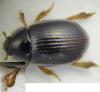 Trachyscelis aphodioides